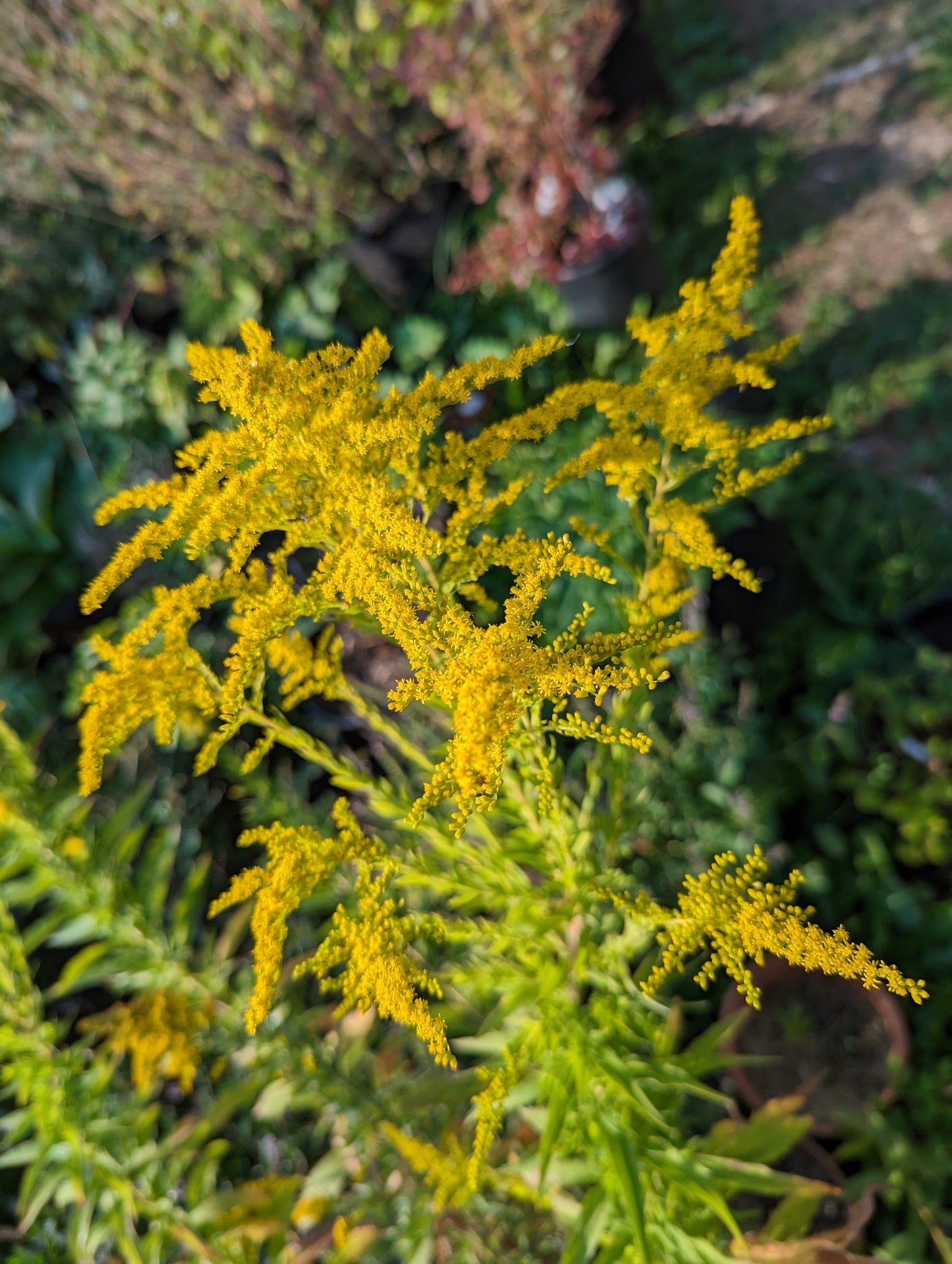 Goldenrod Seeds | Solidago canadensis
