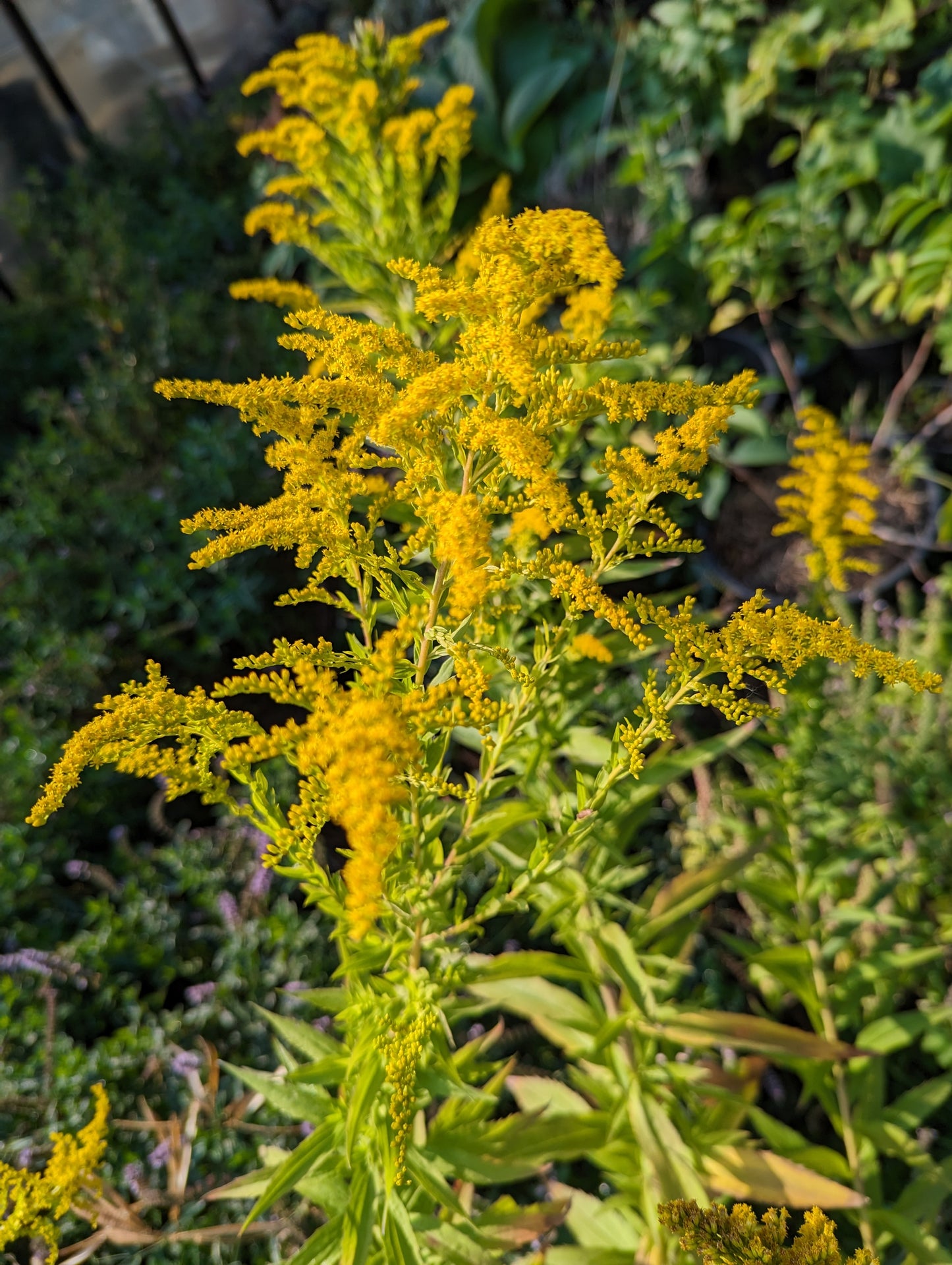 Goldenrod Seeds | Solidago canadensis