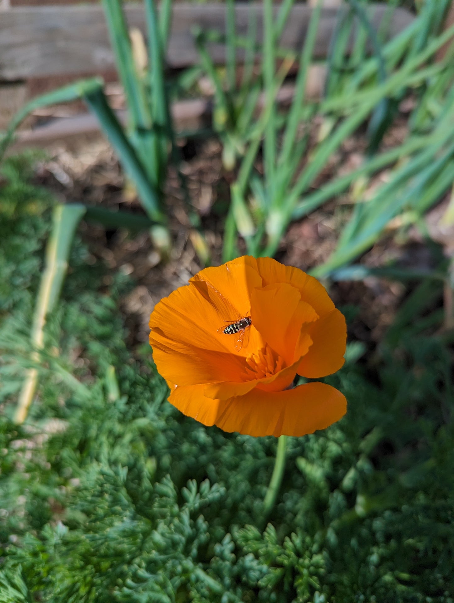 Poppy (California) Seeds | Eschscholzia californica