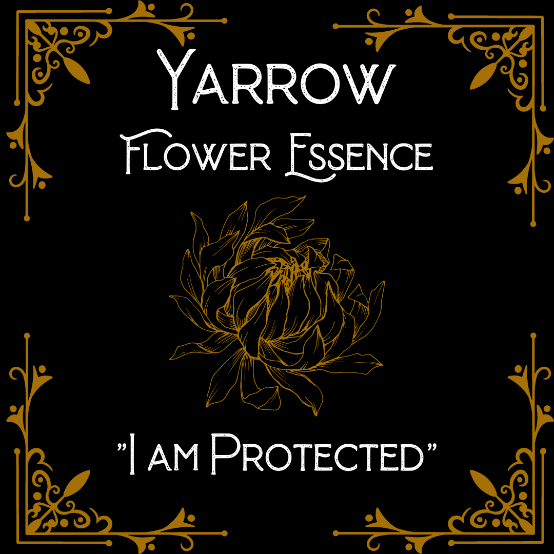 Yarrow Flower Essence || Protection || Oregon Grown