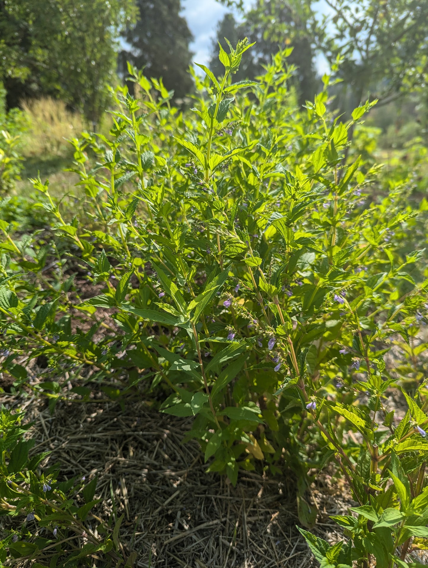 Skullcap Seeds | Scutellaria lateriflora