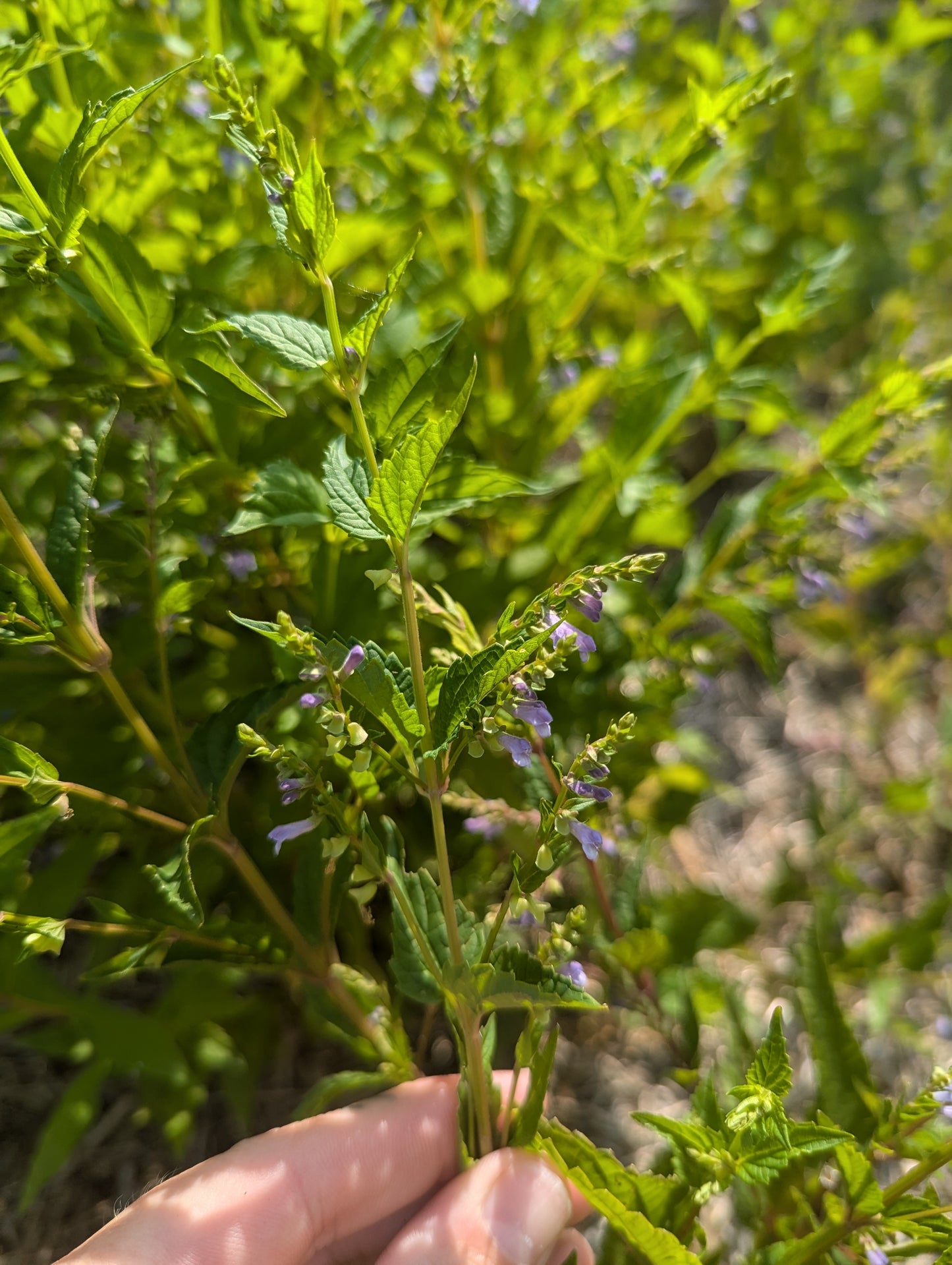 Skullcap Seeds | Scutellaria lateriflora