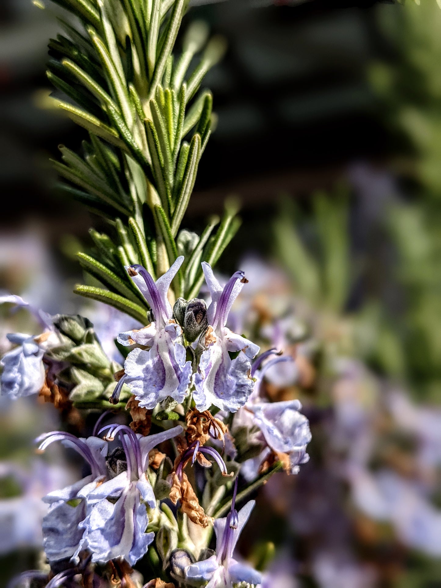 Rosemary Flower Essence || Memory || Oregon Grown