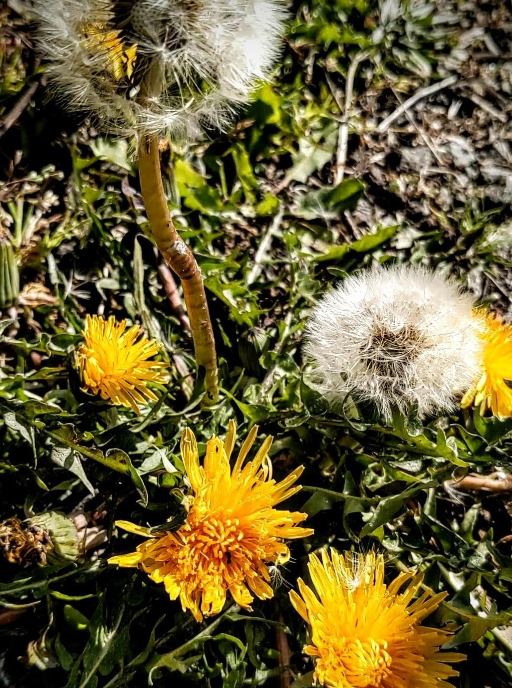 Dandelion Flower Essence || Inner Child || Oregon Grown