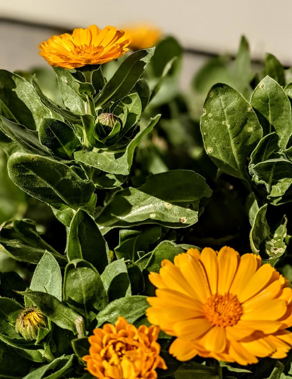 Calendula Seeds | Calendula officinalis