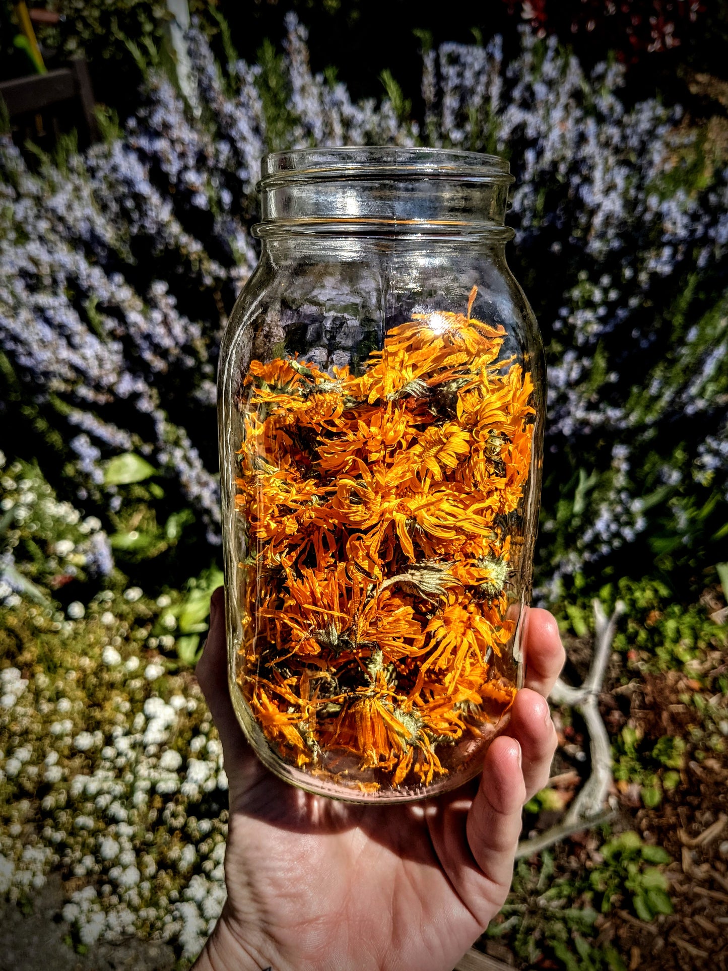 Calendula Seeds | Calendula officinalis