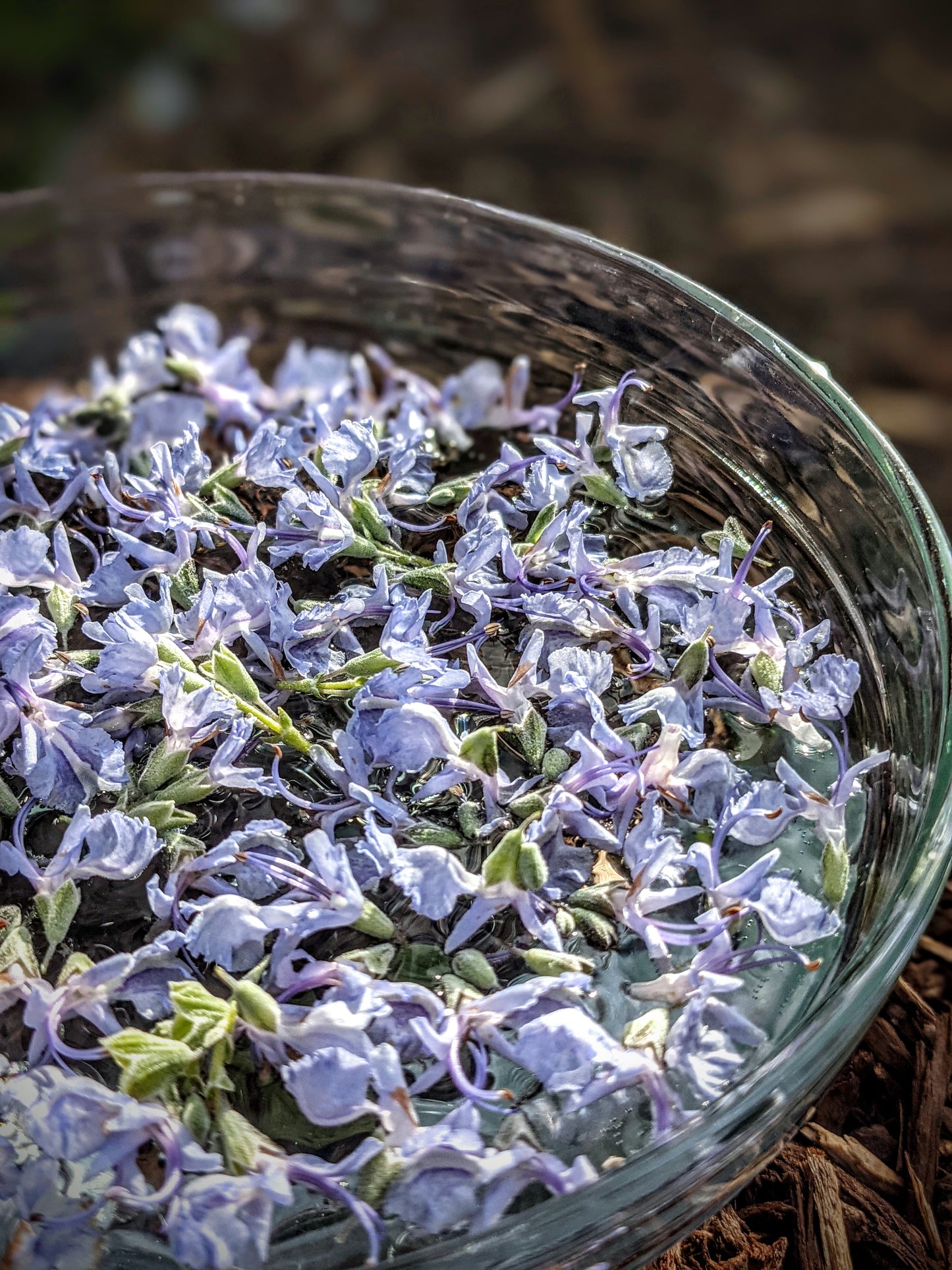 Rosemary Flower Essence || Memory || Oregon Grown