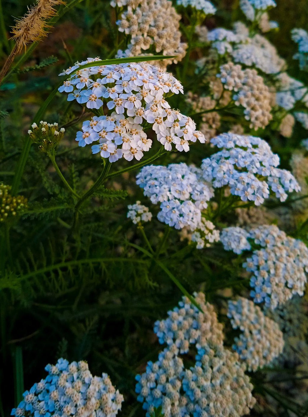 Yarrow Flower Essence || Protection || Oregon Grown