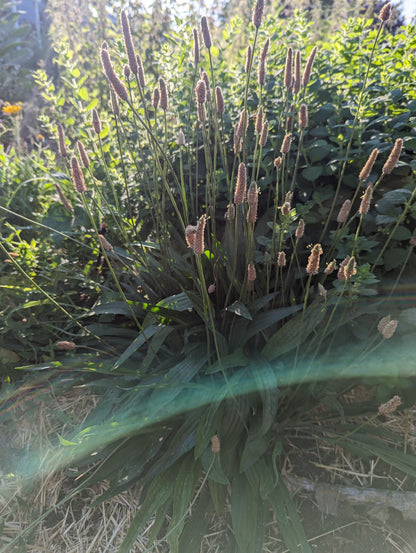 Ribwort Plantain Seeds | Plantago Lanceolata