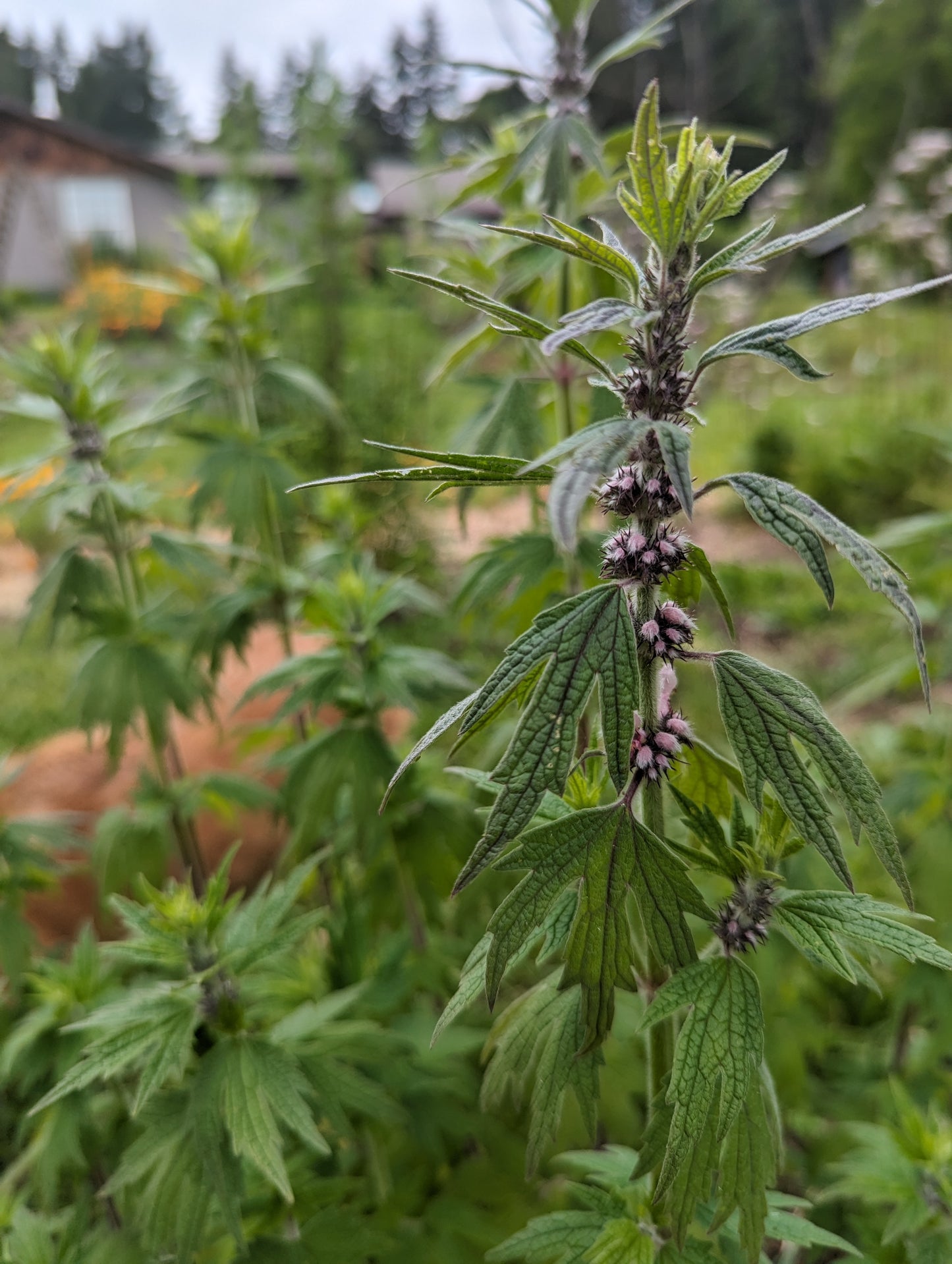 Motherwort Seeds | Leonurus cardiaca