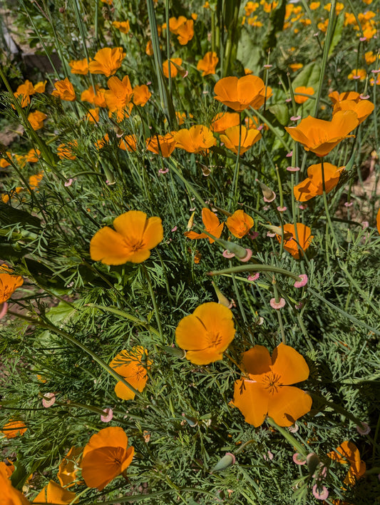 Poppy (California) Seeds | Eschscholzia californica