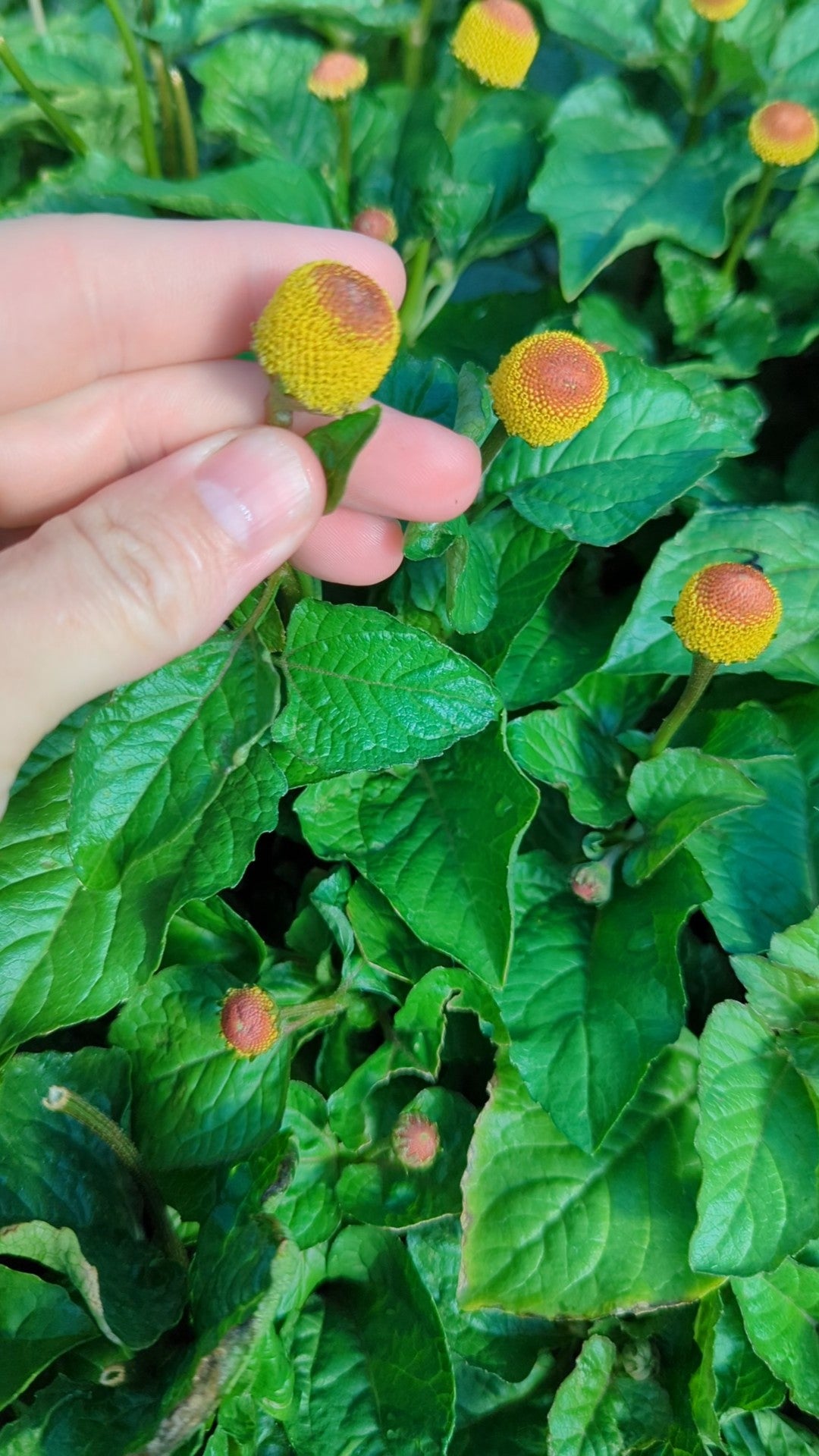 Spilanthes Seeds | Acmella oceracea/A. alba