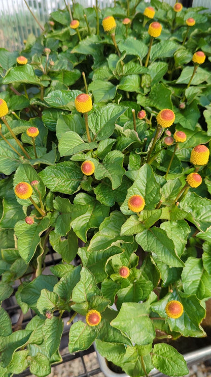 Spilanthes Seeds | Acmella oceracea/A. alba