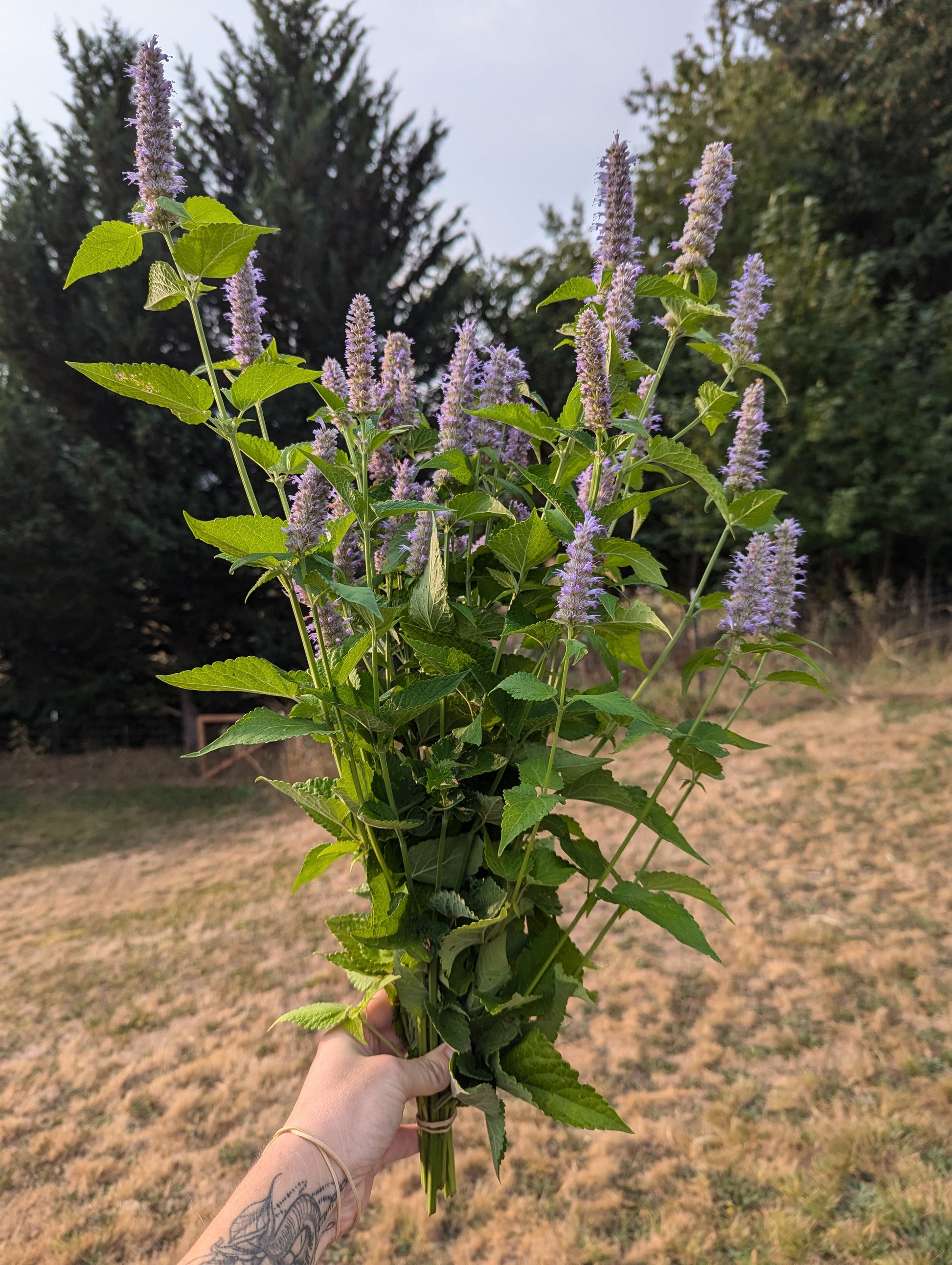planting agastache seeds Anise Hyssop Seeds