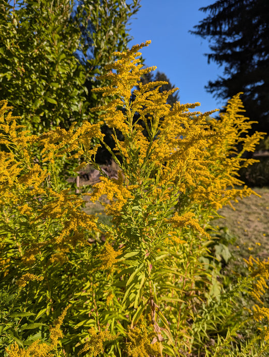 Goldenrod Seeds | Solidago canadensis