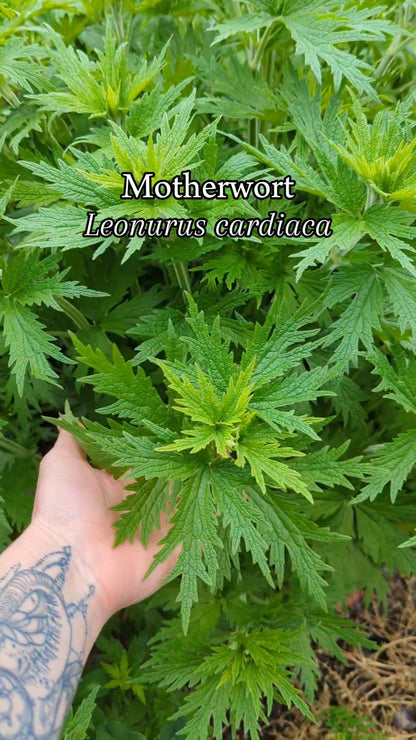 Motherwort Seeds | Leonurus cardiaca