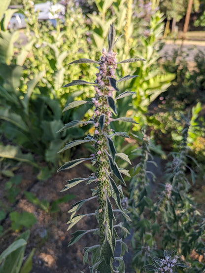 Motherwort Seeds | Leonurus cardiaca