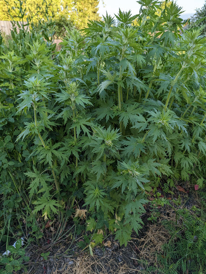 Motherwort Seeds | Leonurus cardiaca