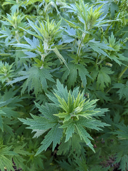 Motherwort Seeds | Leonurus cardiaca