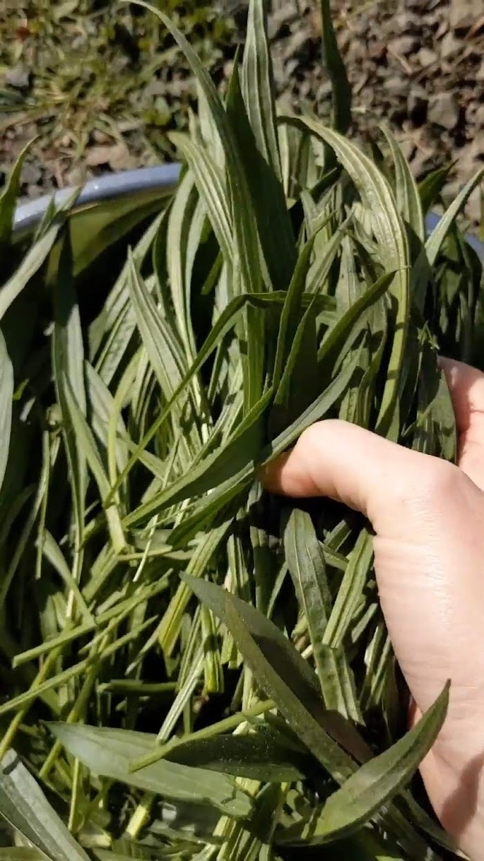 Ribwort Plantain Seeds | Plantago Lanceolata