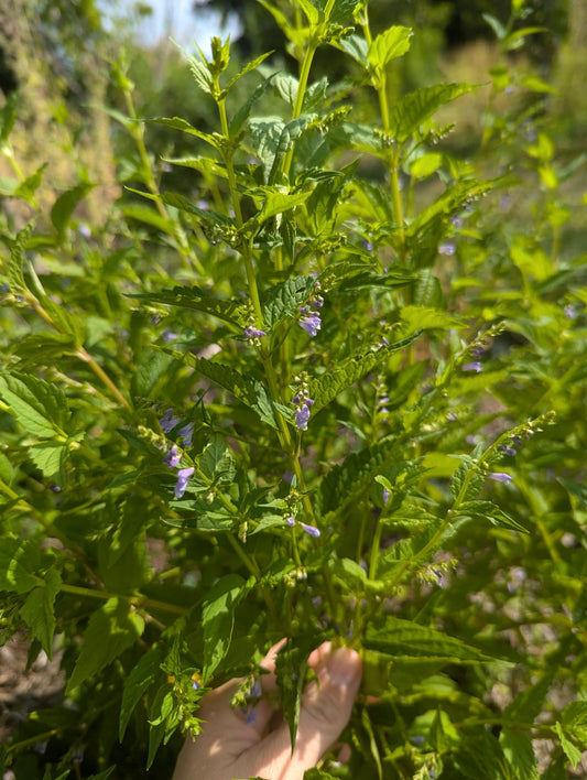 Skullcap Seeds | Scutellaria lateriflora