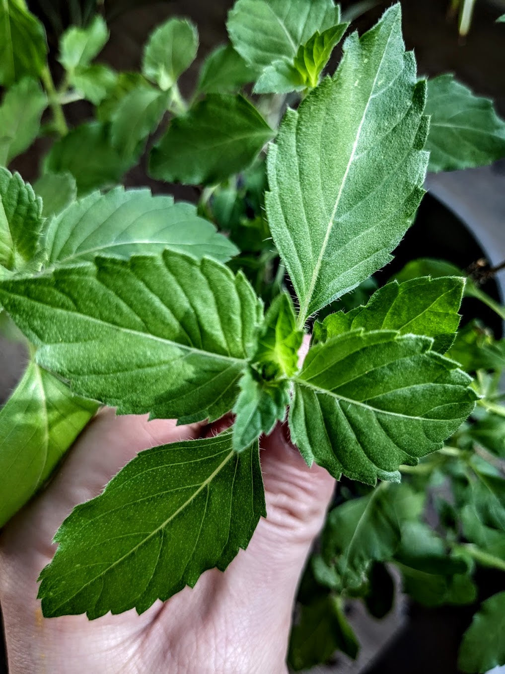 Tulsi (Amrita) Seeds | Ocimum tenuiflorum/O. sanctum