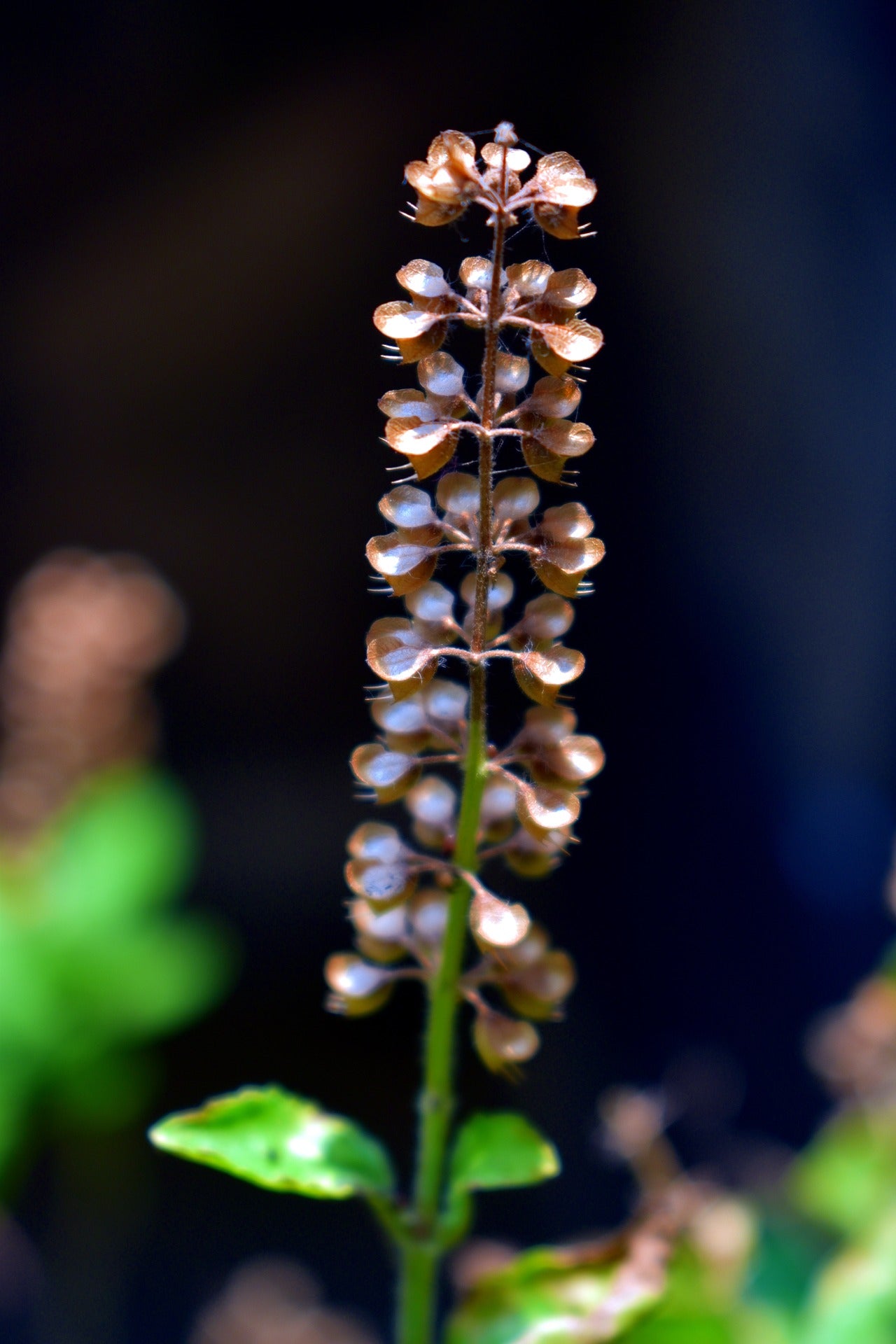 Tulsi (Amrita) Seeds | Ocimum tenuiflorum/O. sanctum