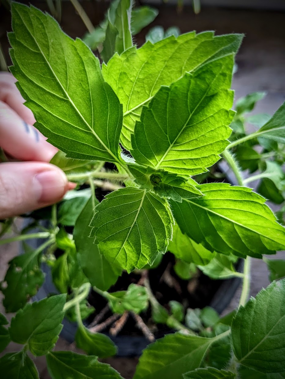 Tulsi (Amrita) Seeds | Ocimum tenuiflorum/O. sanctum