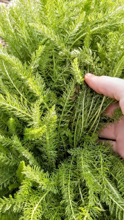 Yarrow Seeds | Achillea millefolium