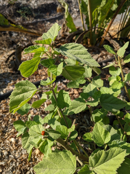 Marshmallow Seeds | Althaea officinalis