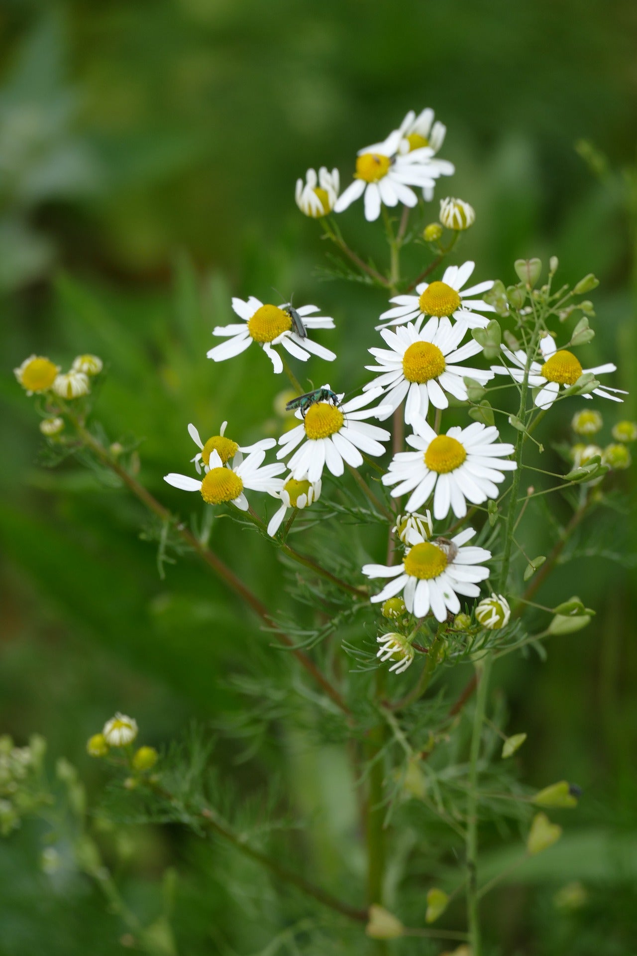 Chamomile (Roman) Seeds | Chamaemelum nobile