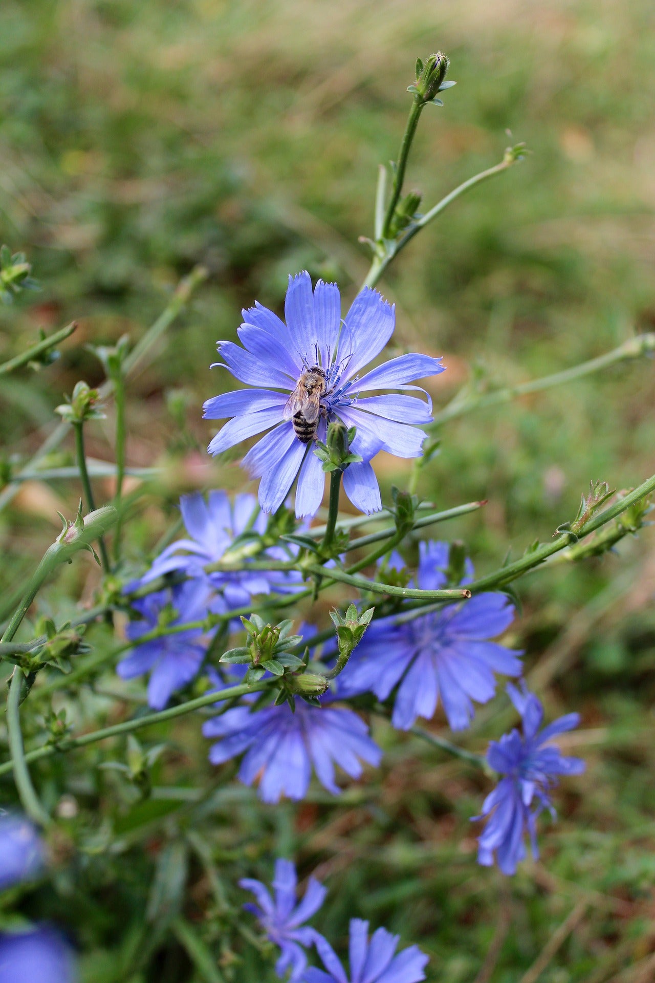 Chicory Seeds | Cichorium intybus