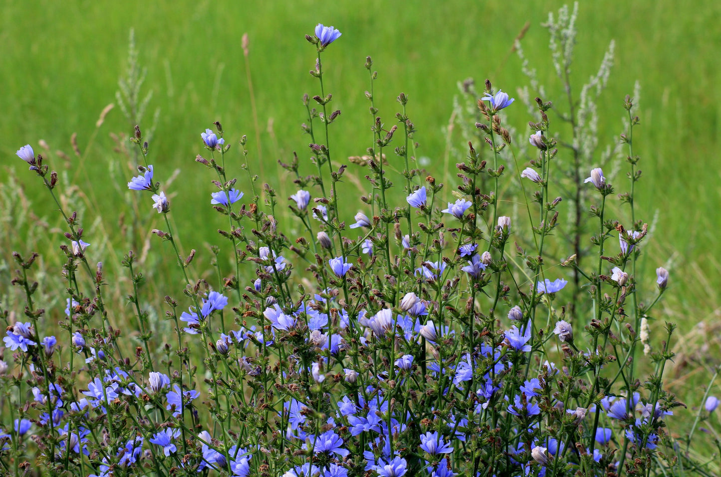 Chicory Seeds | Cichorium intybus