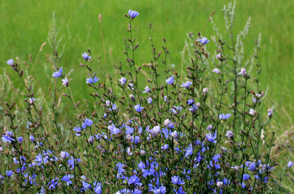 Chicory Seeds | Cichorium intybus