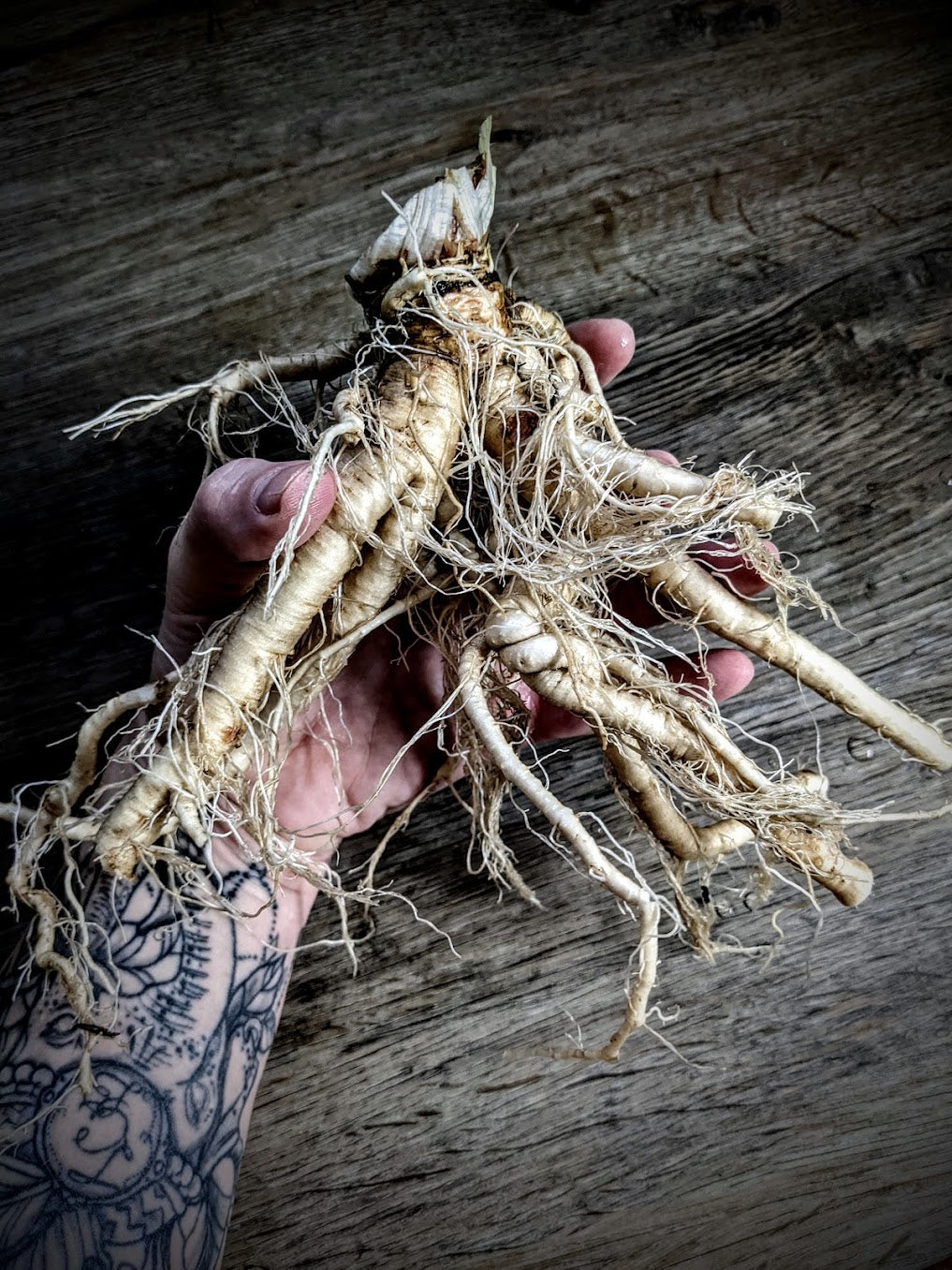 Chicory Seeds | Cichorium intybus