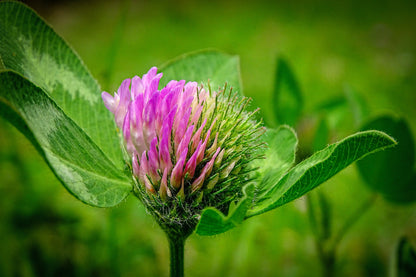 Red Clover Seeds | Trifolium pratense