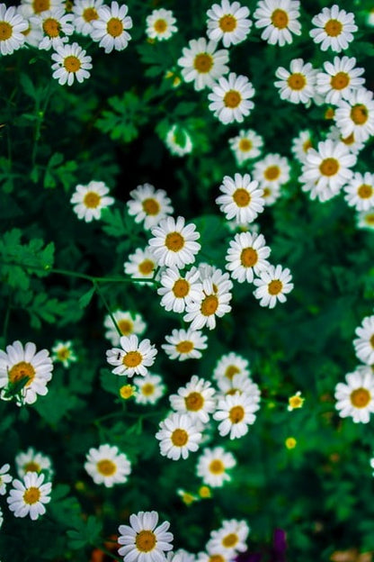 Feverfew Seeds | Tanacetum parthenium