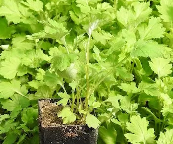 Feverfew Seeds | Tanacetum parthenium