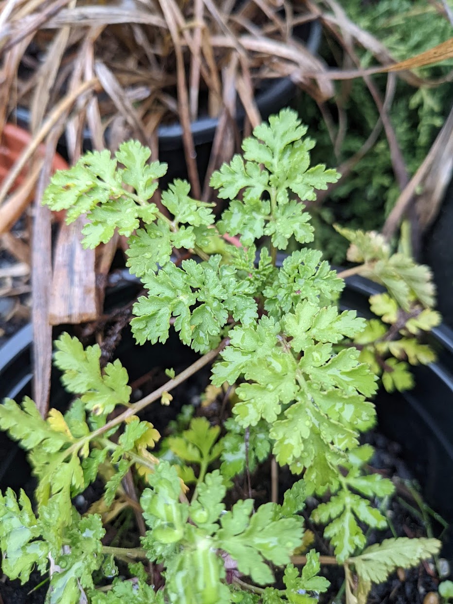 Feverfew Seeds | Tanacetum parthenium