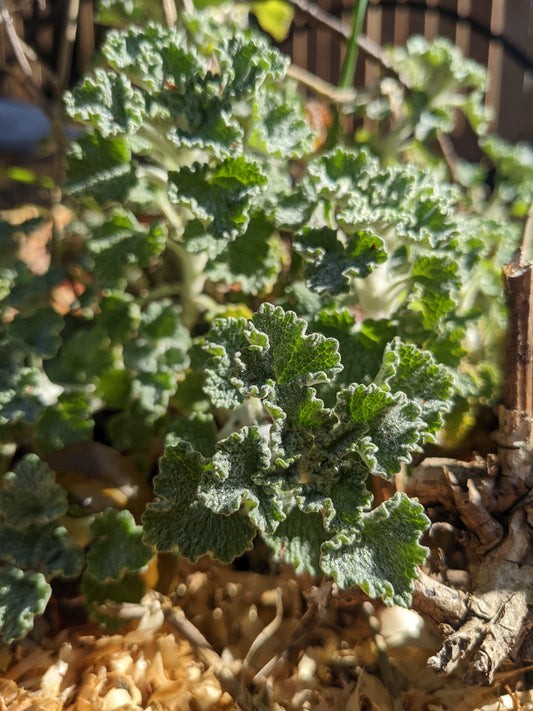 Horehound Seeds | Marrubium vulgare