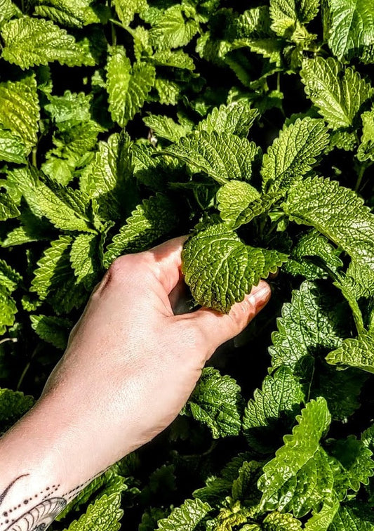 Lemon Balm Seeds | Melissa officinalis