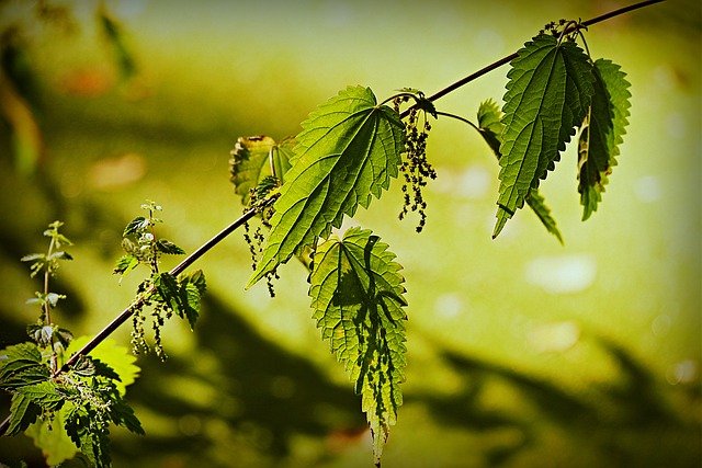 Stinging Nettle Seeds | Urtica dioica