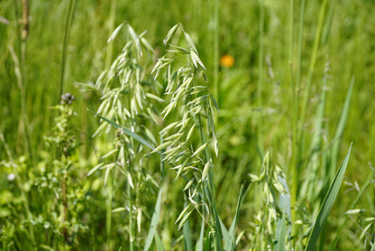 Oat Seeds | Avena sativa