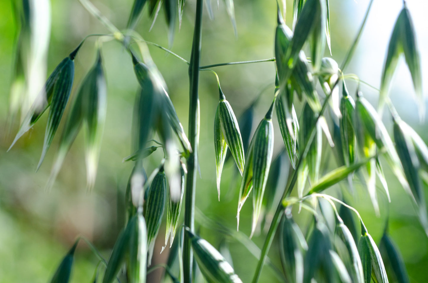 Oat Seeds | Avena sativa