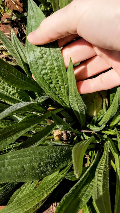 Ribwort Plantain Seeds | Plantago Lanceolata