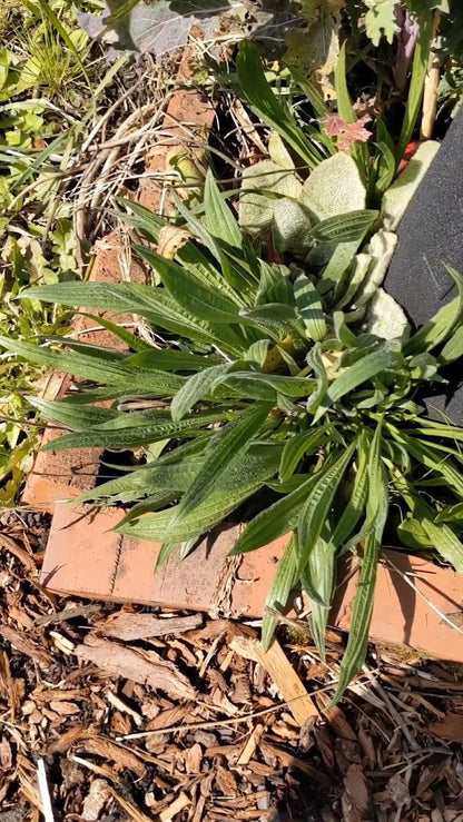 Ribwort Plantain Seeds | Plantago Lanceolata