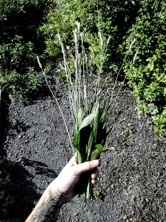 Ribwort Plantain Seeds | Plantago Lanceolata