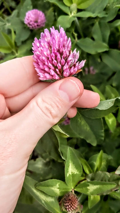 Red Clover Seeds | Trifolium pratense