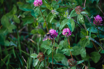 Red Clover Seeds | Trifolium pratense