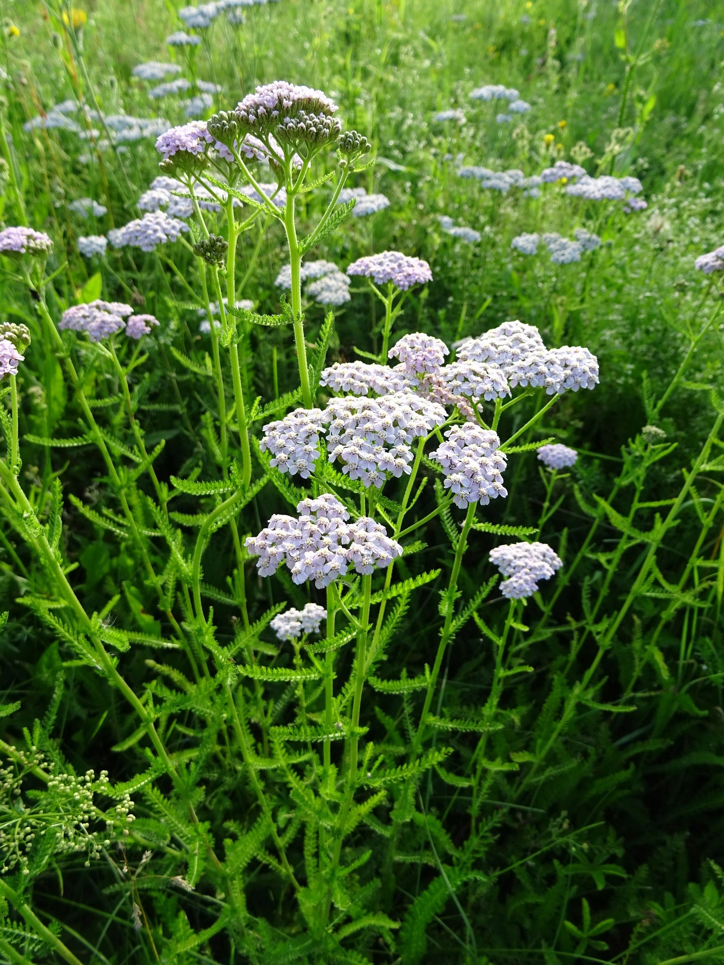 Yarrow Seeds | Achillea millefolium